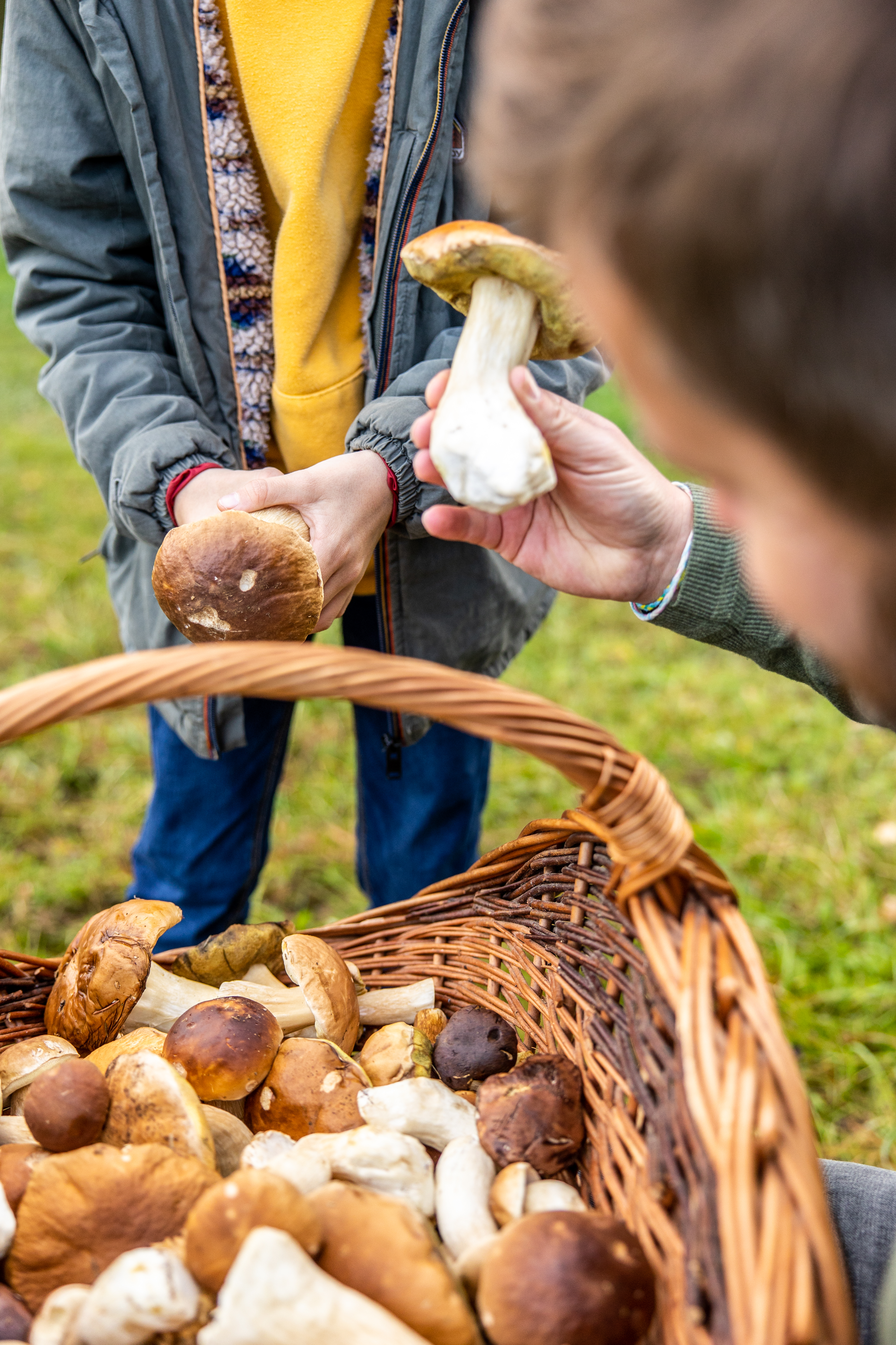Cueillette de champignons en famille