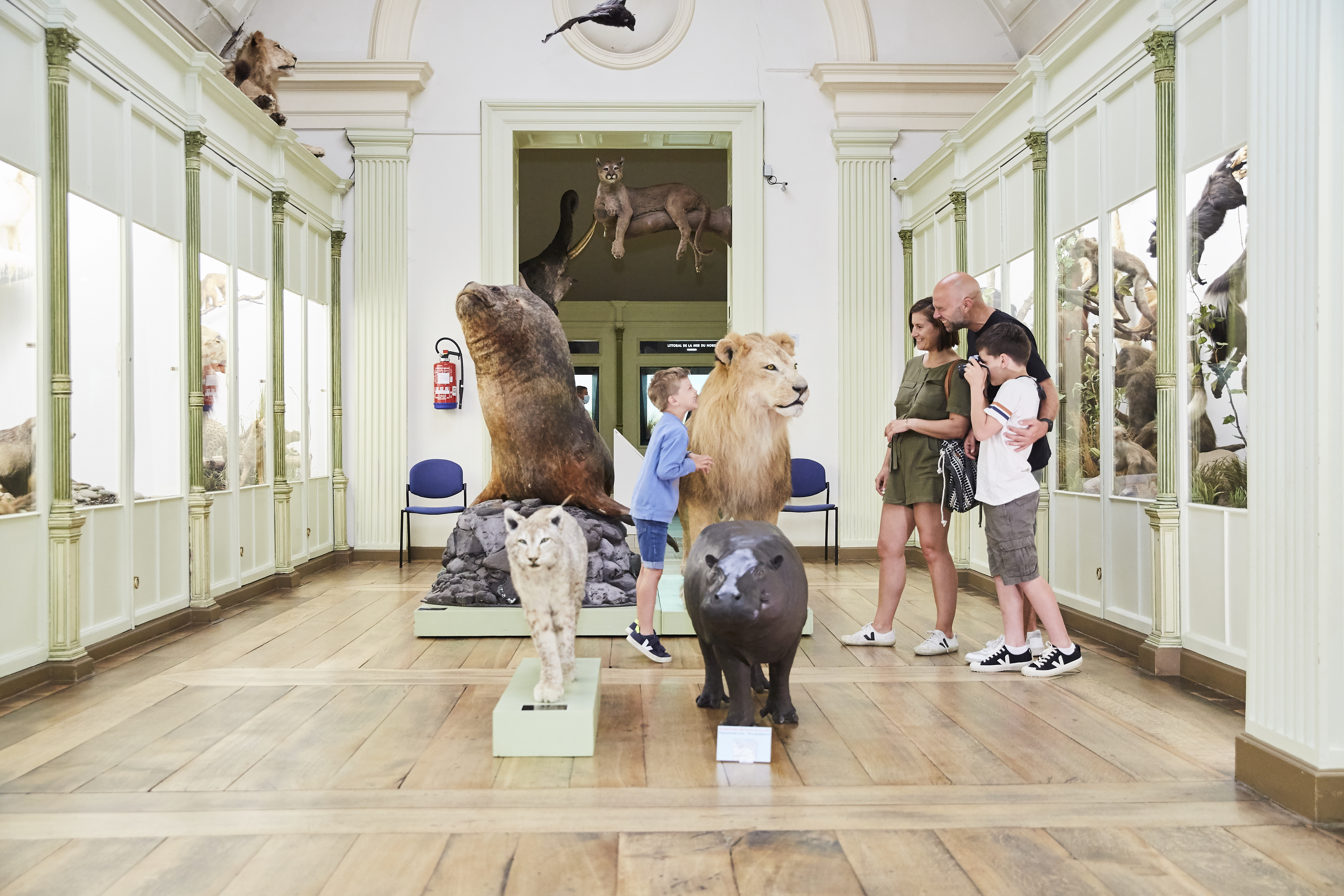 Musée d'Histoire naturelle de Tournai
