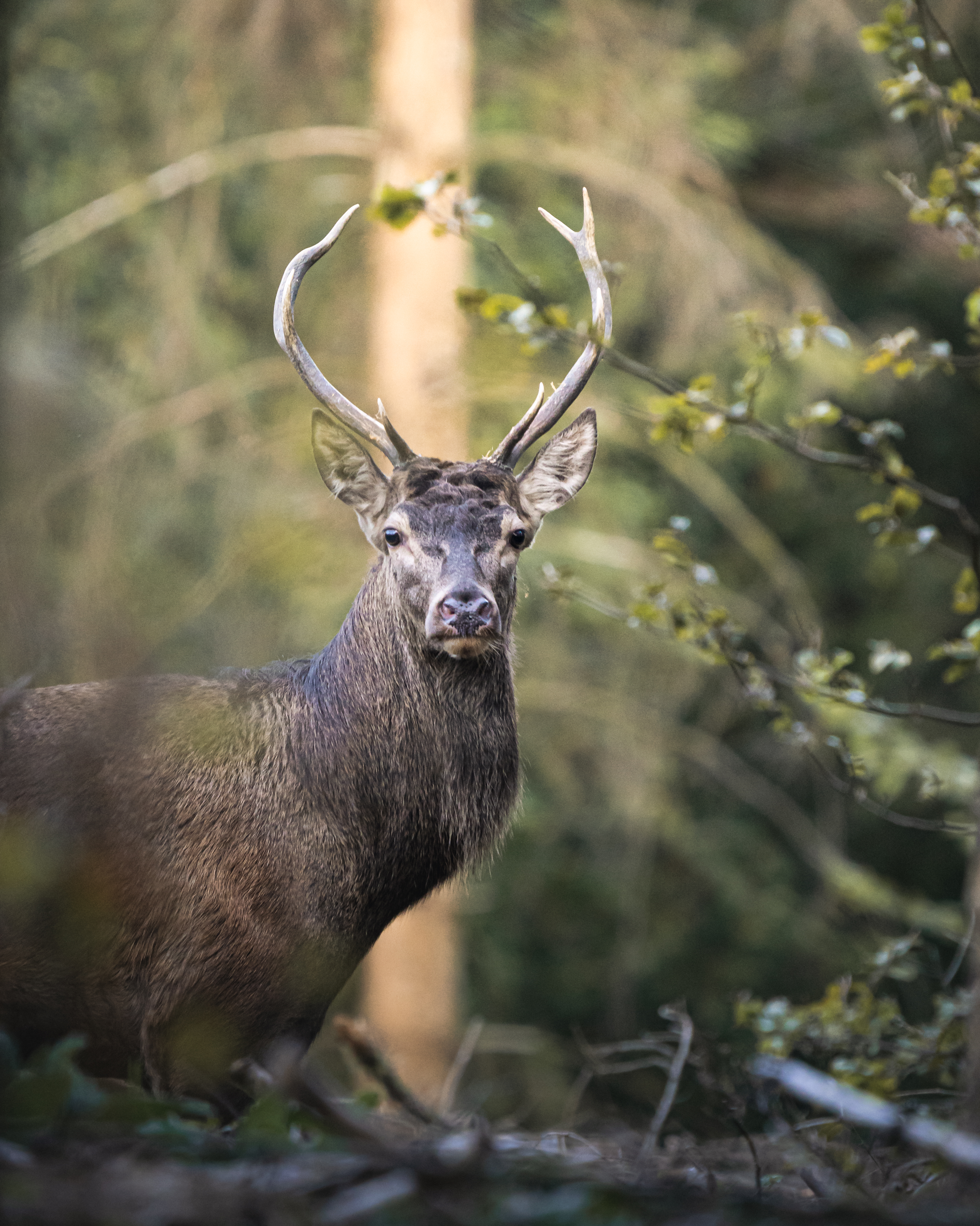 Forêt gaumaise - Jeune cerf pendant le brâme