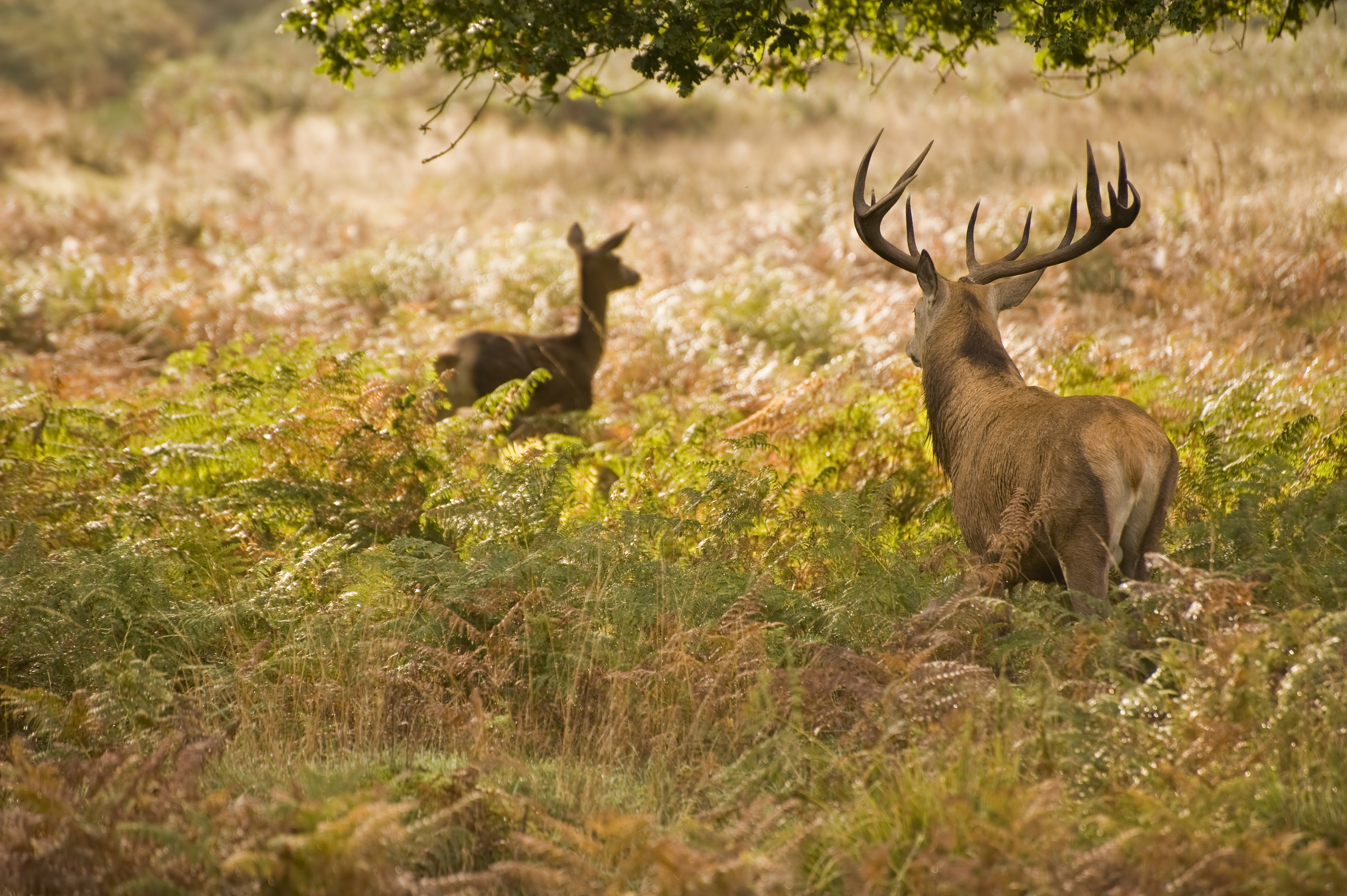 Domaine des Grottes de Han - Visites spéciales
