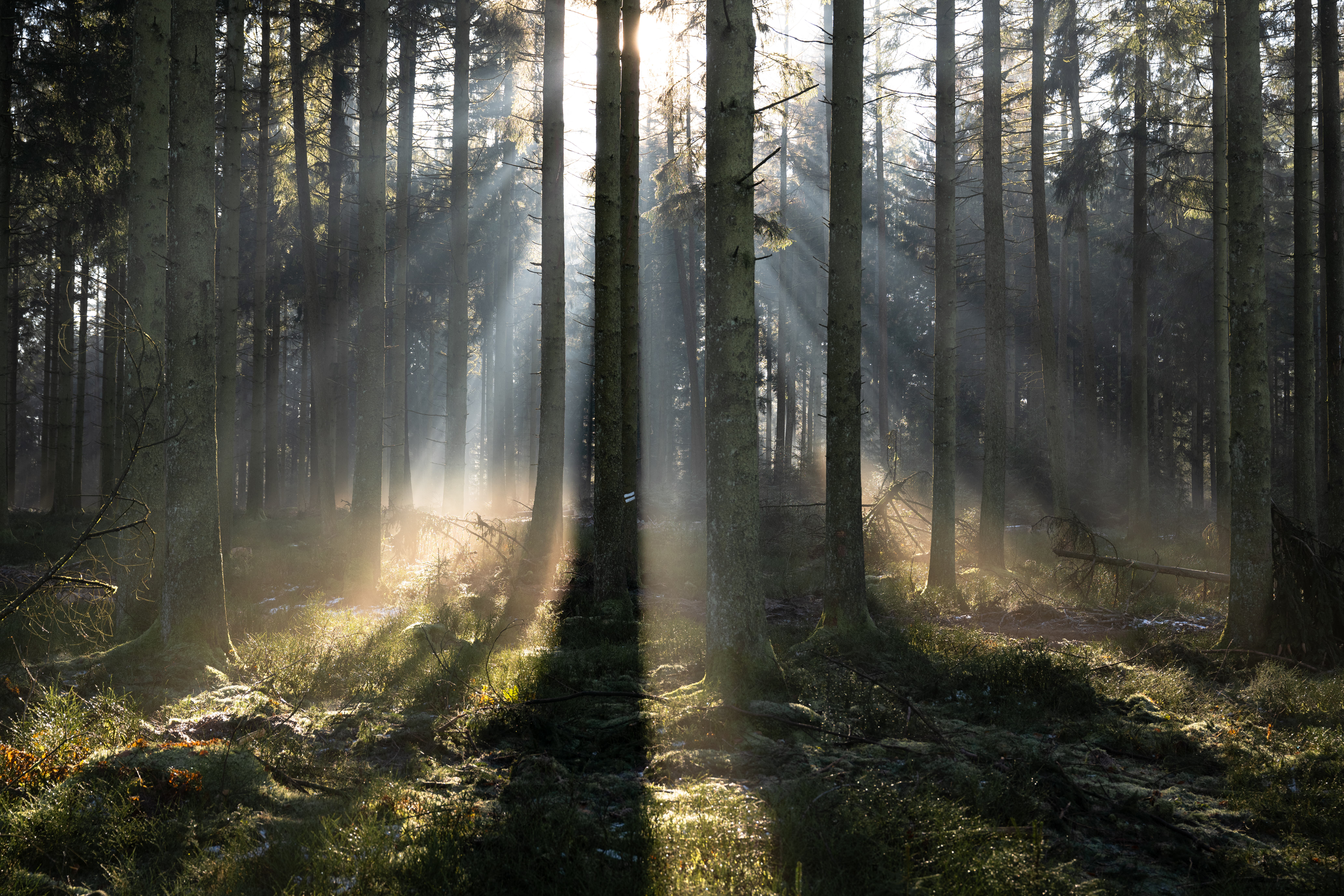 Forêt du Plateau des Tailles