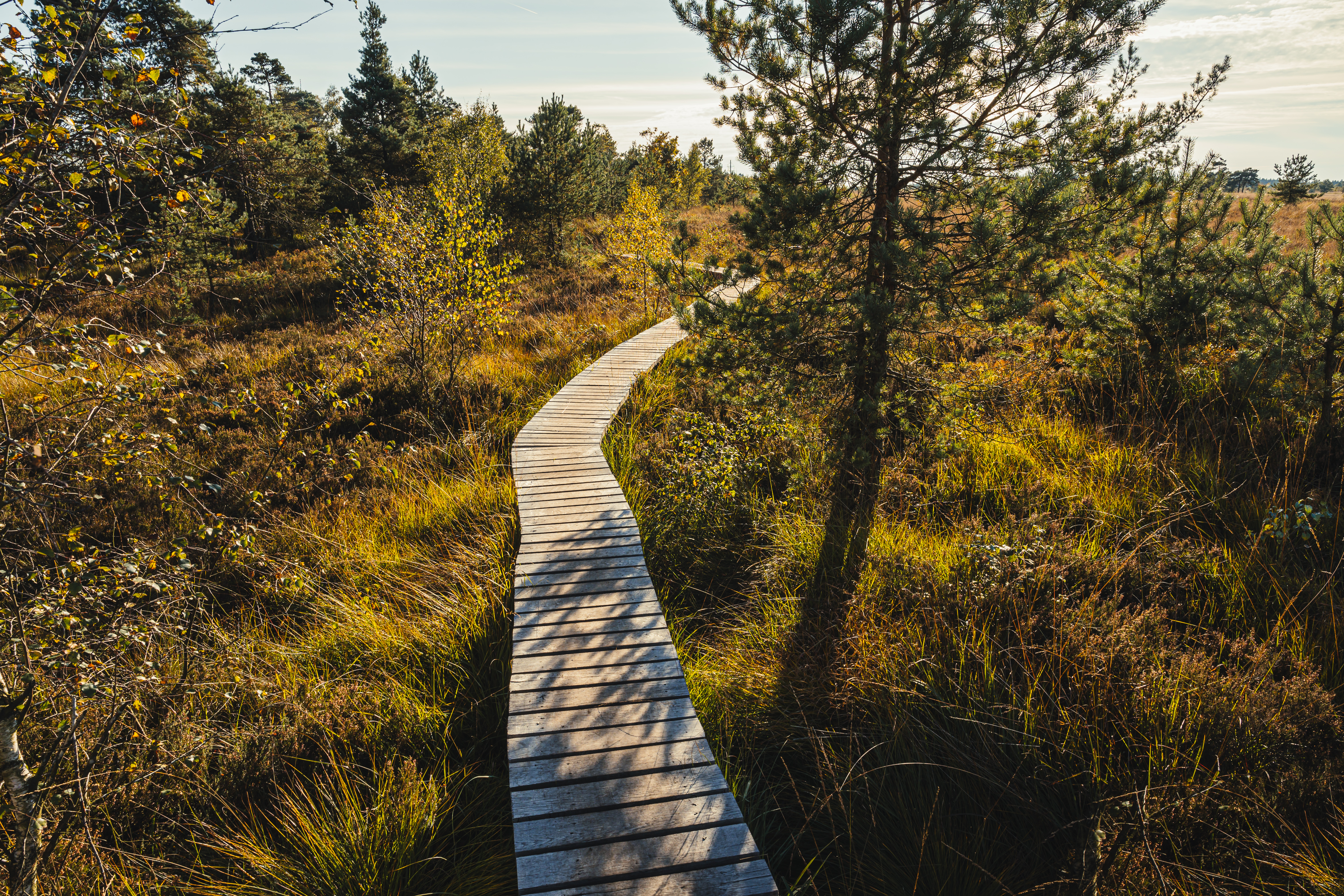 Fagne de Spa Malchamps en automne