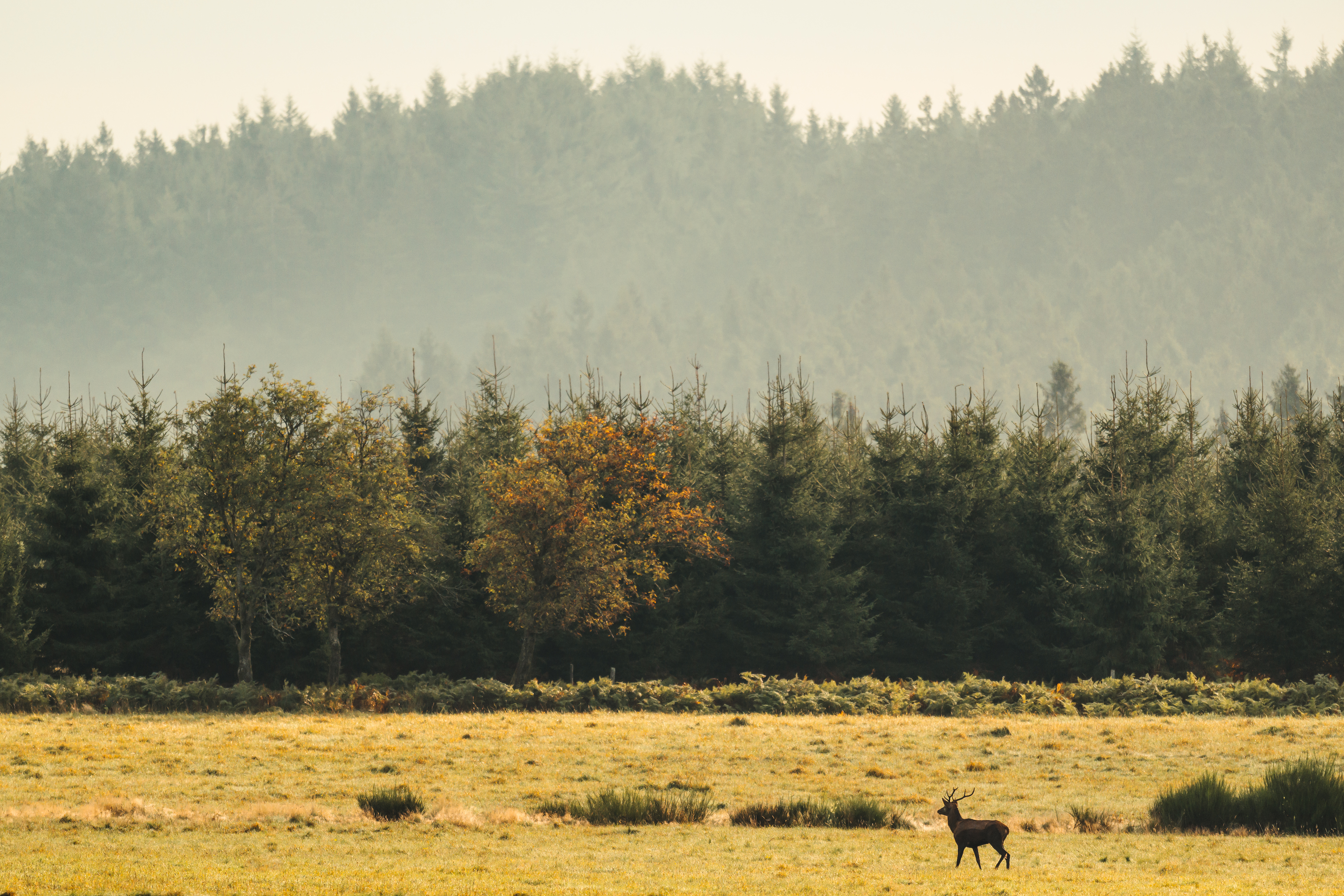Brame du cerf en Ardenne