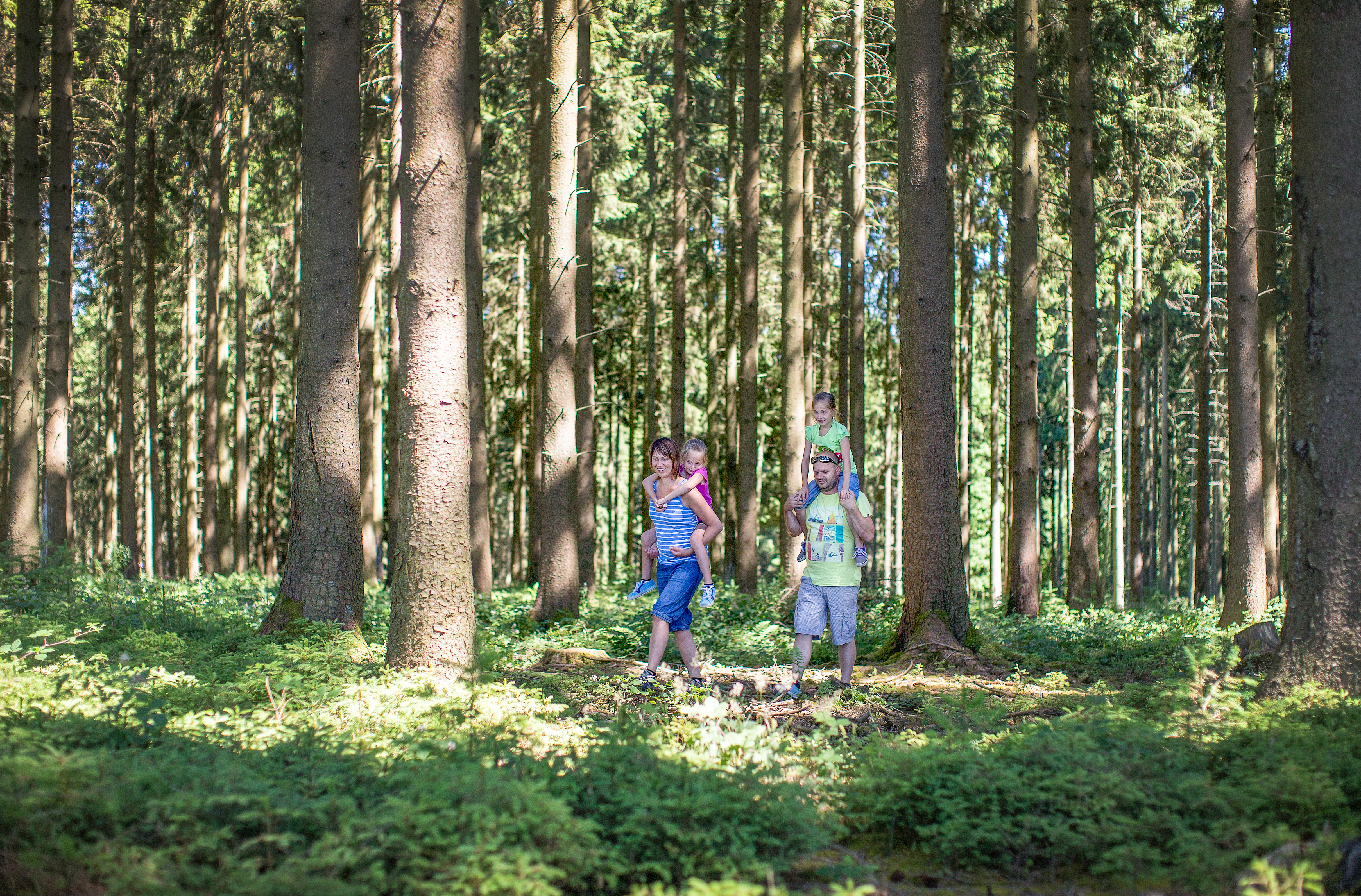 Wellin - Forêt